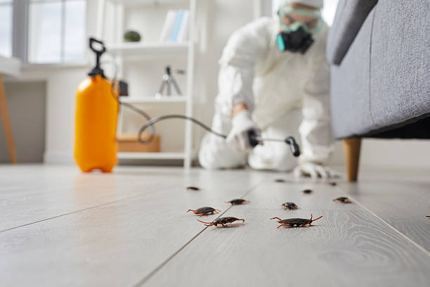 Commercial Rodent Management in Manson